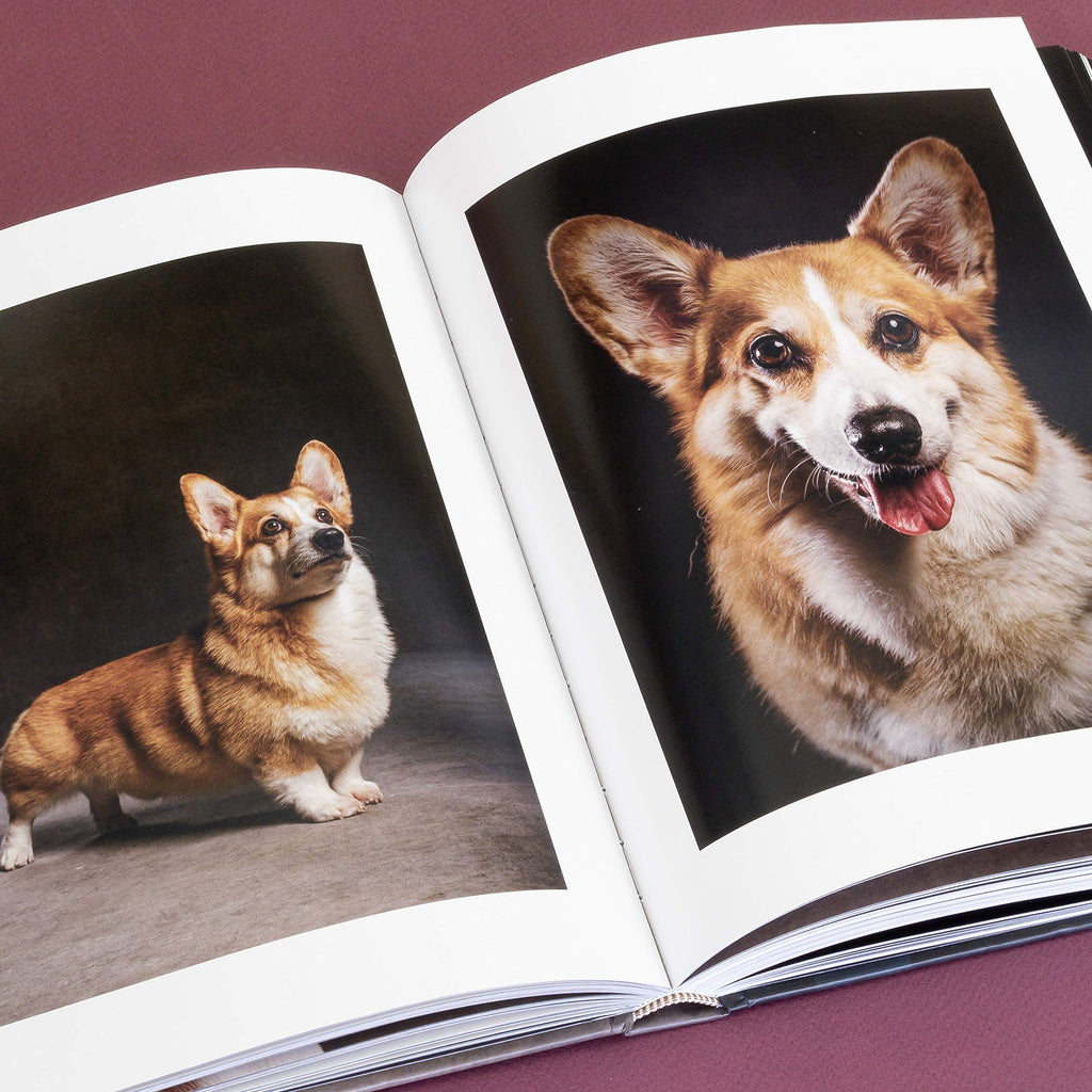 The Year of the Dogs
