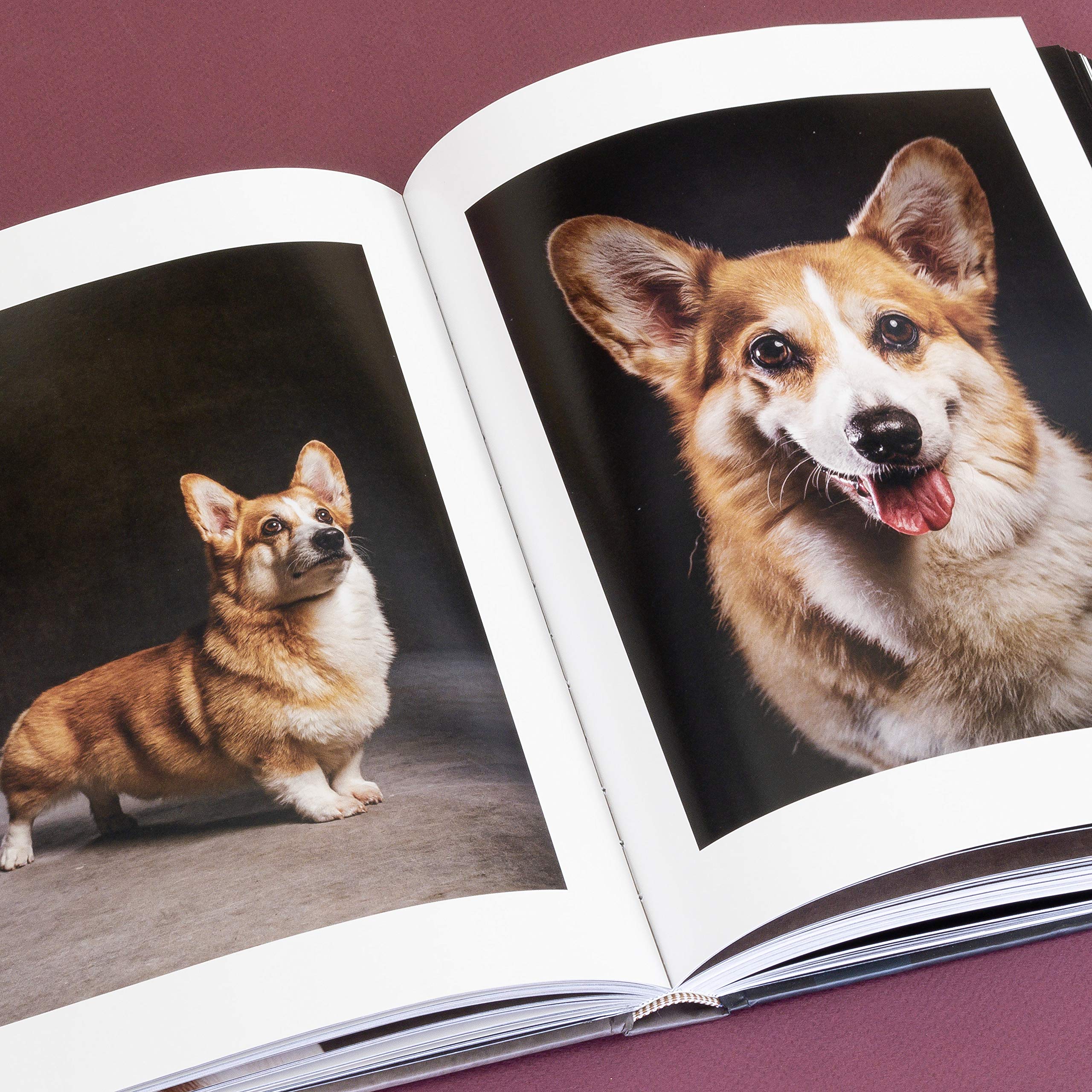 The Year of the Dogs