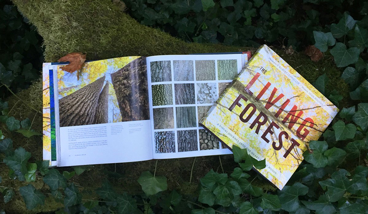The Living Forest: A Visual Journey Into the Heart of the Woods